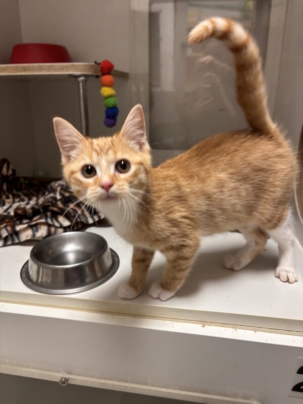 Pip Squeak -adorable ginger kitten - Image 2