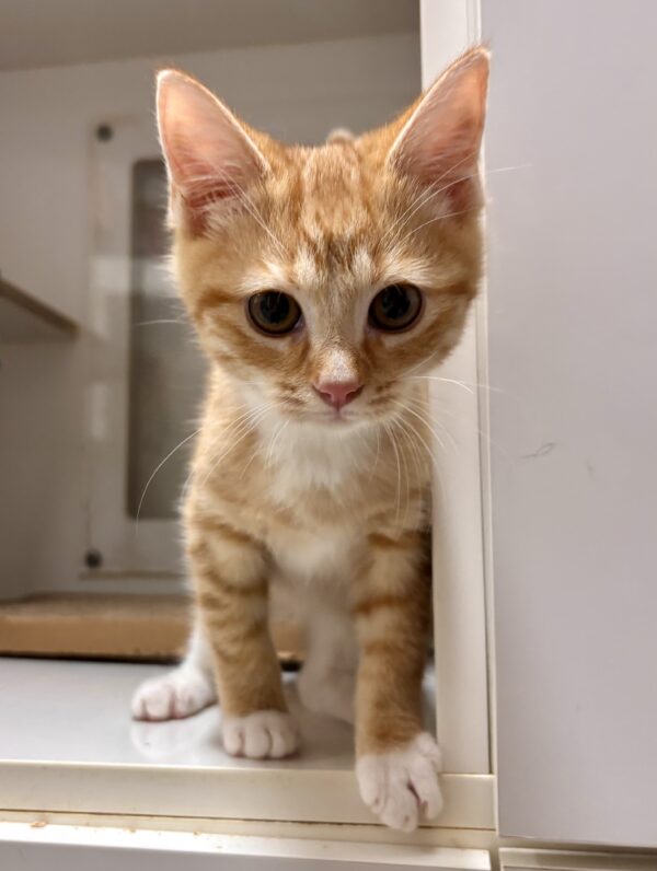 Pip Squeak -adorable ginger kitten