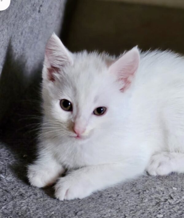 Jasper - sweet and curious