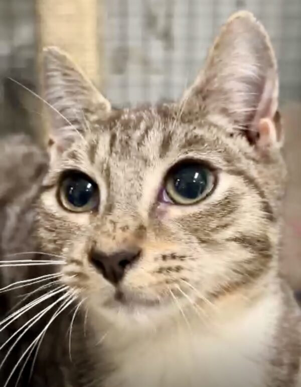 Aki - curious kitten - Image 2