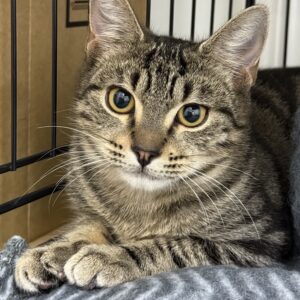 Mylo - playful purr-machine