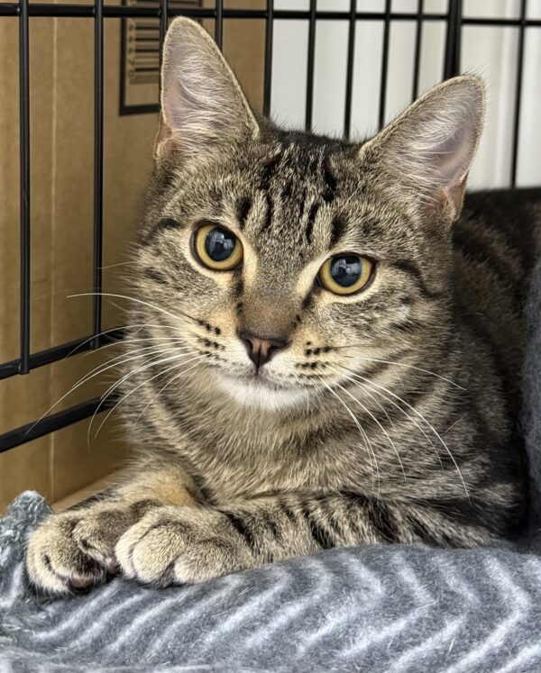 Mylo - playful purr-machine