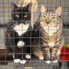 Prue & Trude - Shy sisters with hidden depths