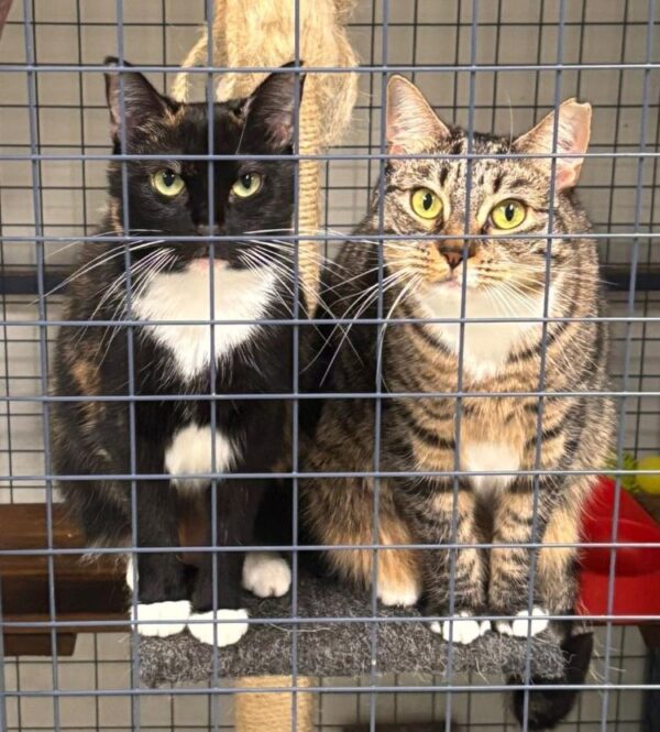 Prue & Trude - Shy sisters with hidden depths
