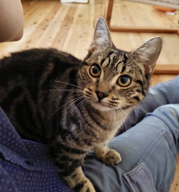 Mylo - playful purr-machine - Image 2