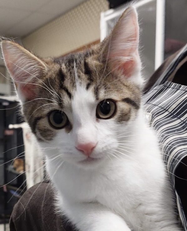 Tank - cuddle companion