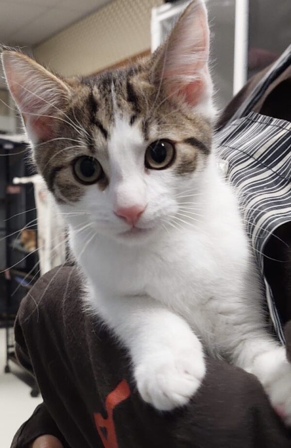 Tank - cuddle companion - Image 2