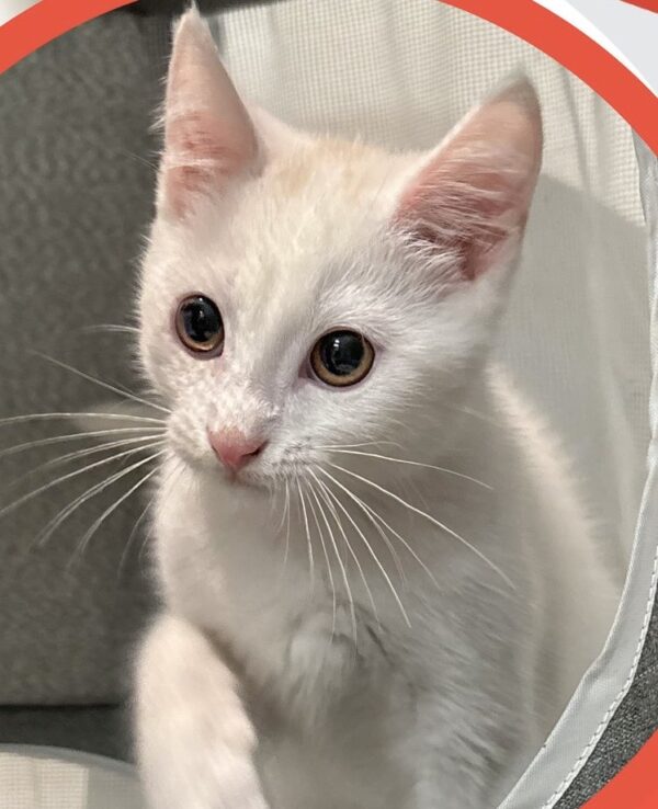 Jasper - sweet and curious - Image 2