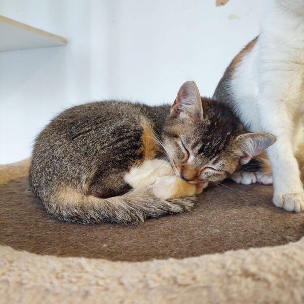 Anat - easy going kitten - Image 3