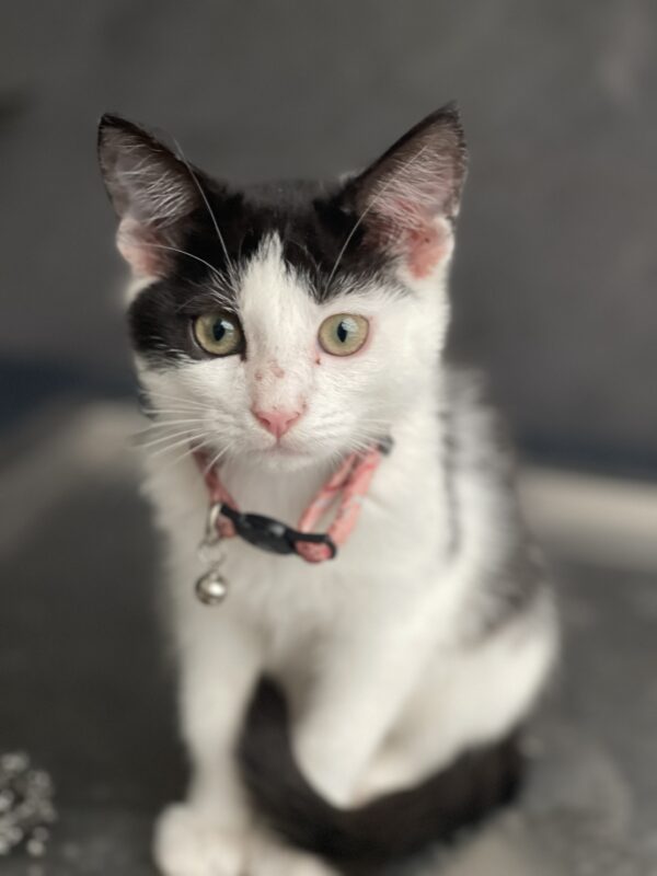 Mano - sweet and loving kitten