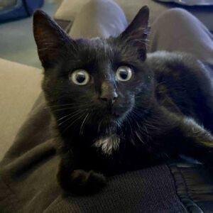 Kauai - tiny purr machine