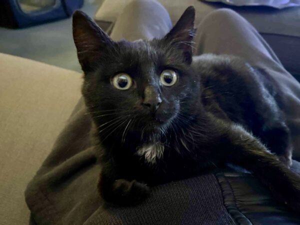Kauai - tiny purr machine