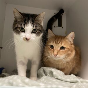 Sydney and Phoenix - friendly duo