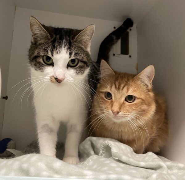 Sydney and Phoenix - friendly duo