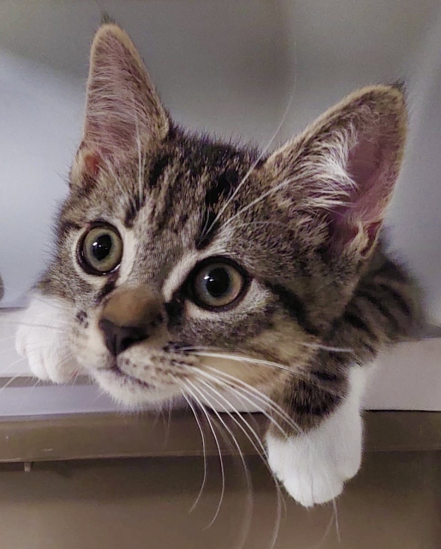 Tweed - gentle tabby kitten