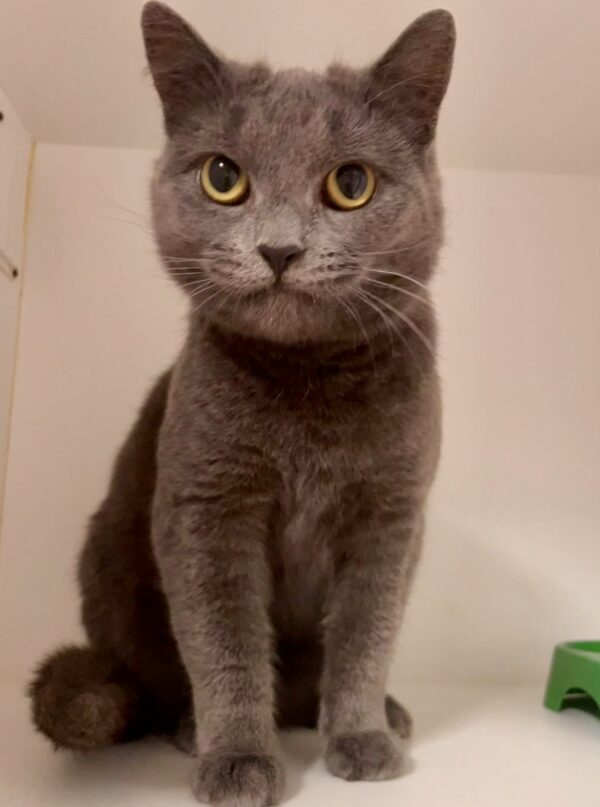 Alfie - friendly and gentle - Image 2