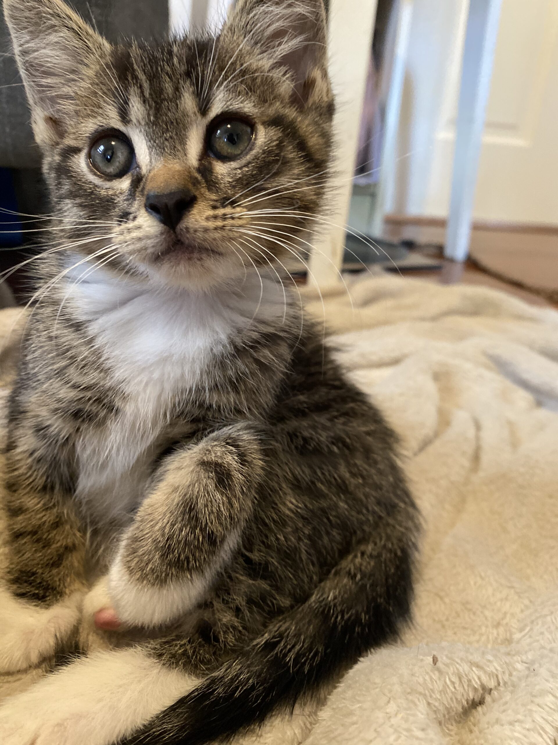 Tweed - gentle tabby kitten - Image 2