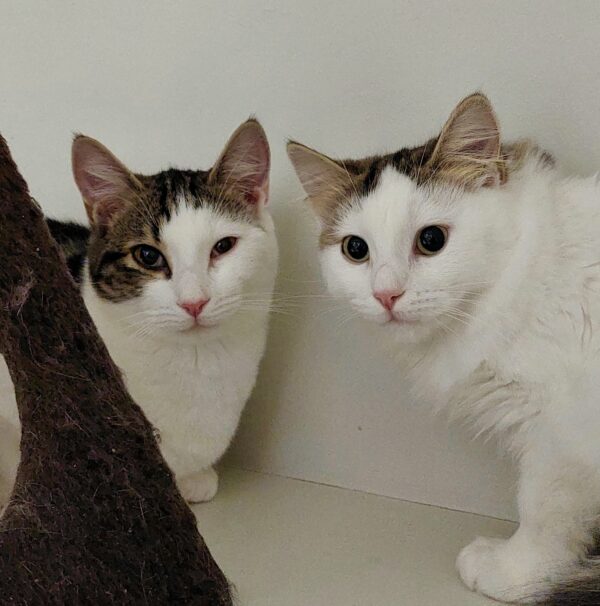Choc and Chip - sweet boys - Image 6