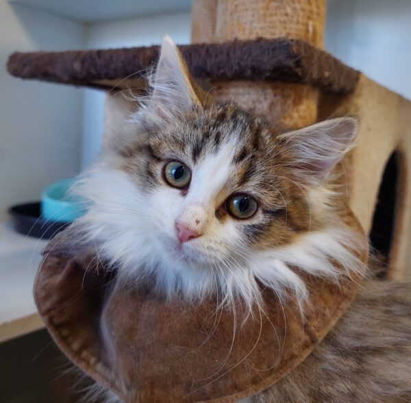 Choux - cuddle bug - Image 3