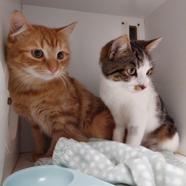 Sydney and Phoenix - friendly duo - Image 5