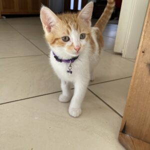 Patch: Playful, Snuggly and Full of Charm