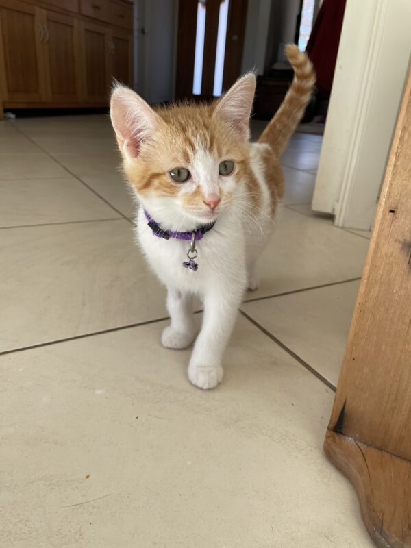 Patch: Playful, Snuggly and Full of Charm