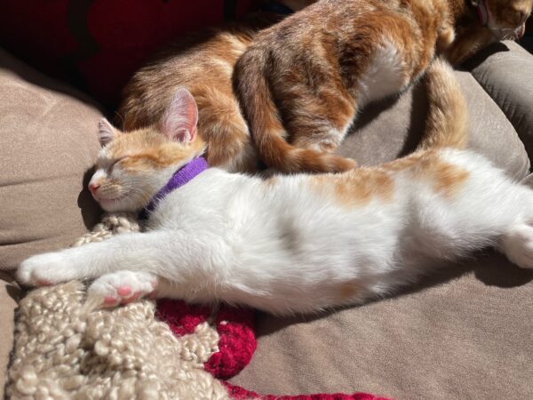 Patch: Playful, Snuggly and Full of Charm - Image 2