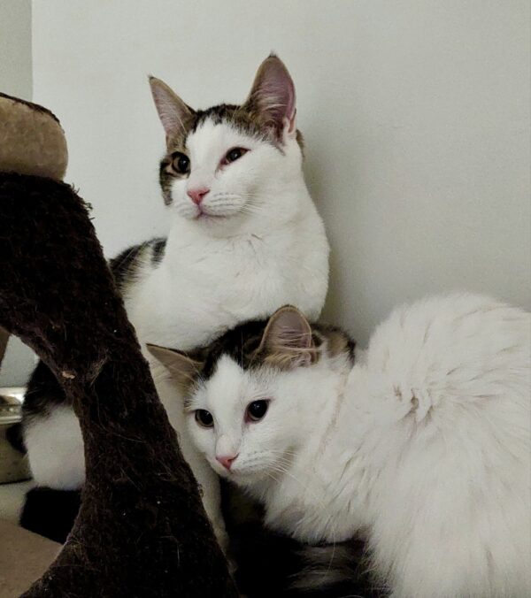 Choc and Chip - sweet boys - Image 5