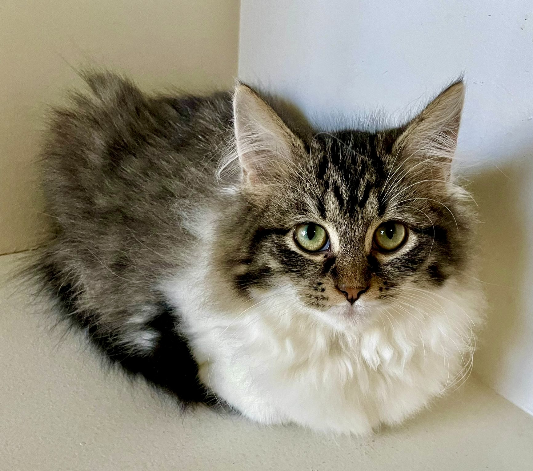 Soufflé - sweet little fluffball - Image 2