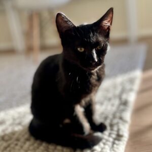 Cosmo - easygoing purr-machine