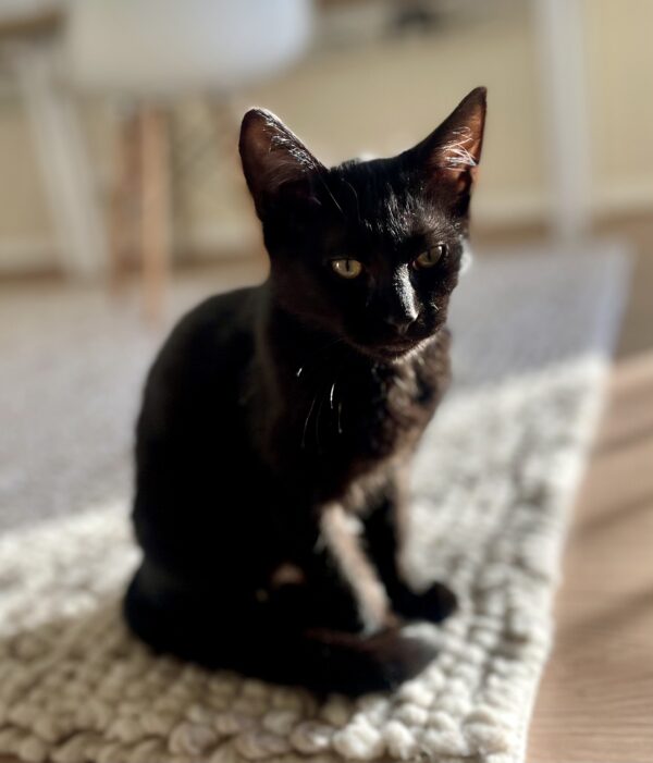 Cosmo - easygoing purr-machine