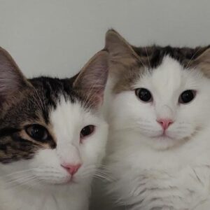 Choc and Chip - sweet boys