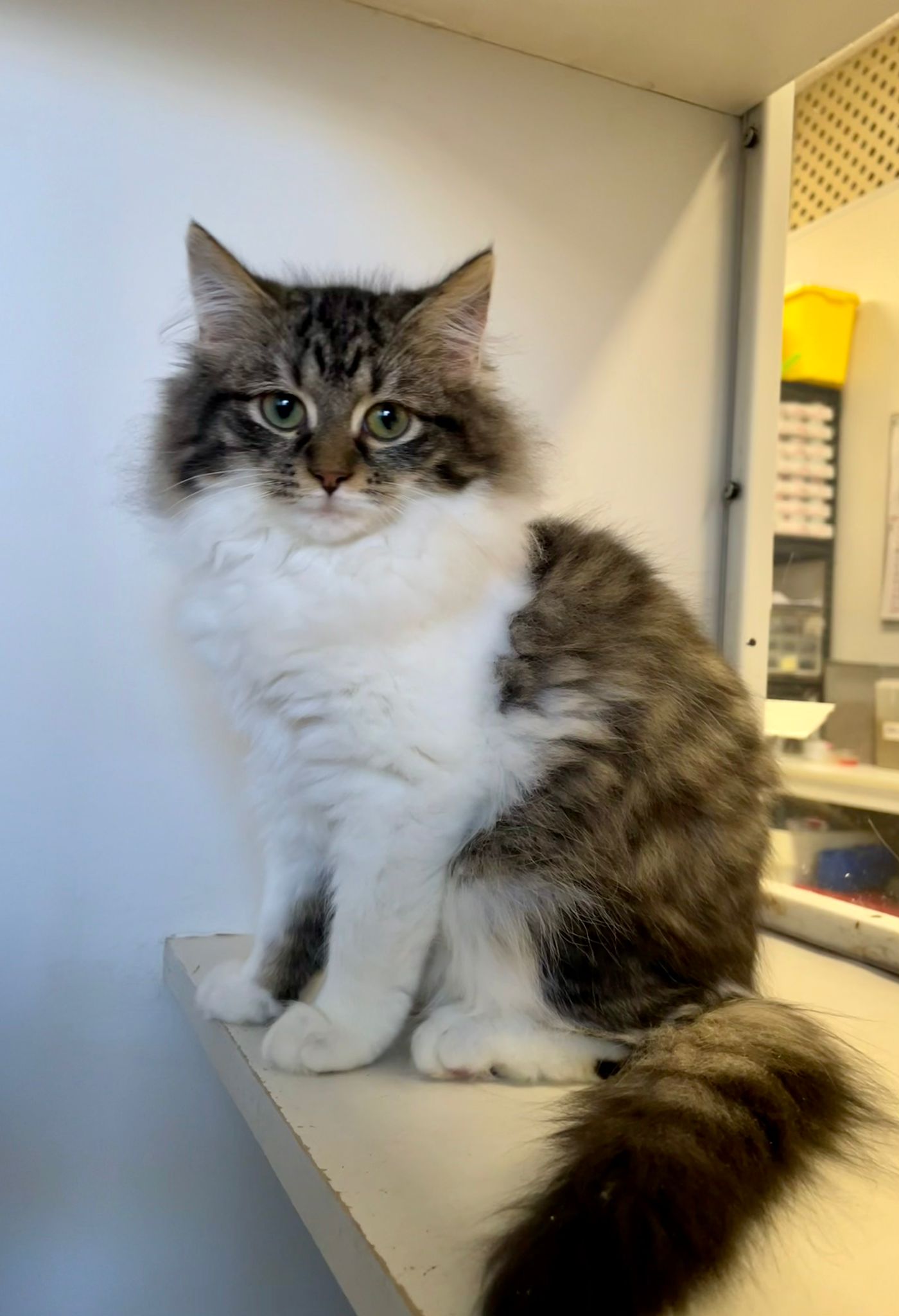 Soufflé - sweet little fluffball