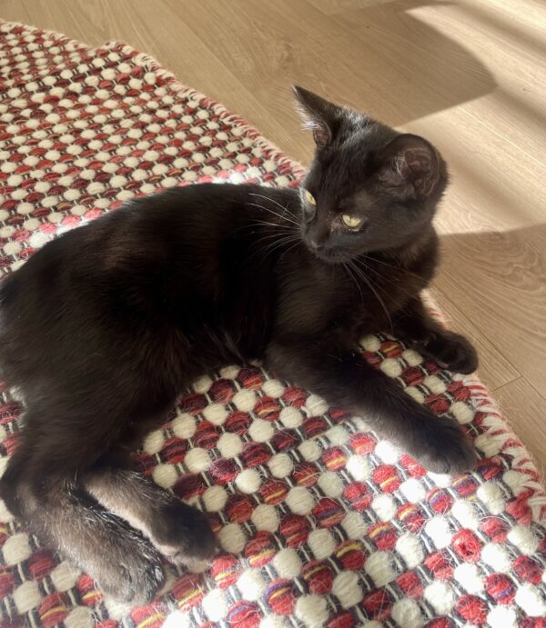 Cosmo - easygoing purr-machine - Image 3
