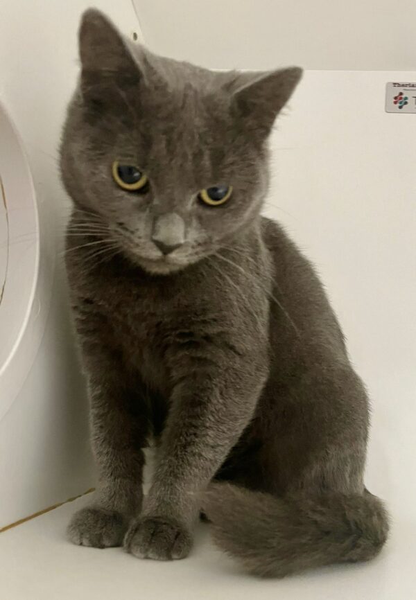 Alfie - friendly and gentle