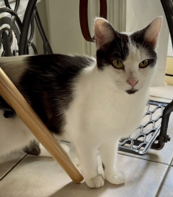Dixie - curious little zoomer