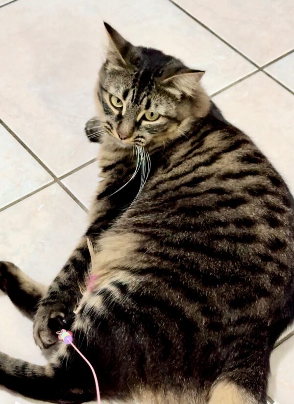 Pepper - sweet and sassy - Image 2