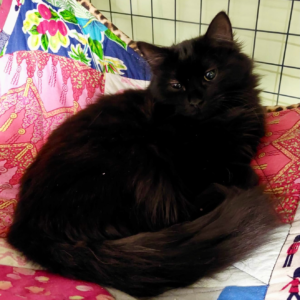 Ebony: Sweet, Shy and Ready to Shine
