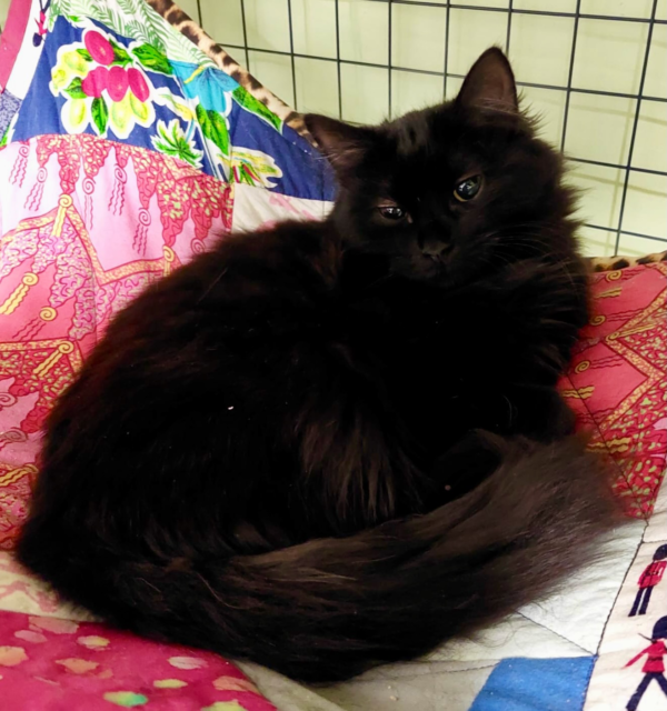 Ebony: Sweet, Shy and Ready to Shine