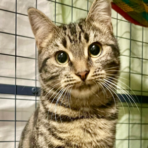 Frankie: Shy, Smart and Full of Potential