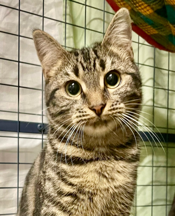 Frankie: Shy, Smart and Full of Potential