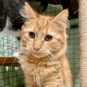 Flynn: Timid Heart, Tender Soul