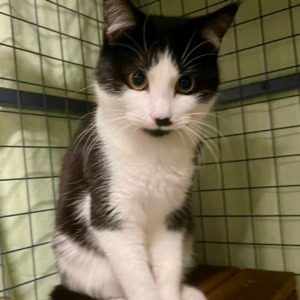 Greta: Confident, Calm and Ready to Love
