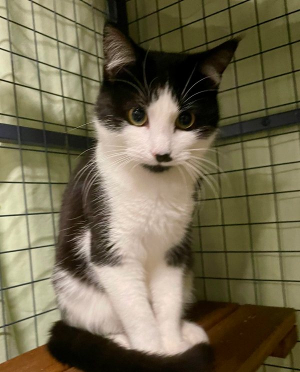 Greta: Confident, Calm and Ready to Love