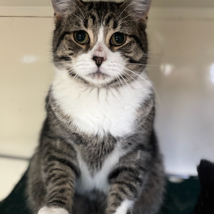 Pirate Pete: Friendly Soul With a Big Heart