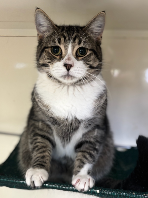 Pirate Pete: Friendly Soul With a Big Heart