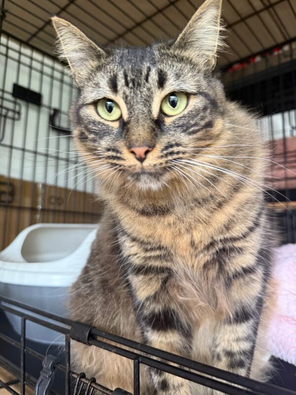 Pepper - sweet and sassy - Image 4