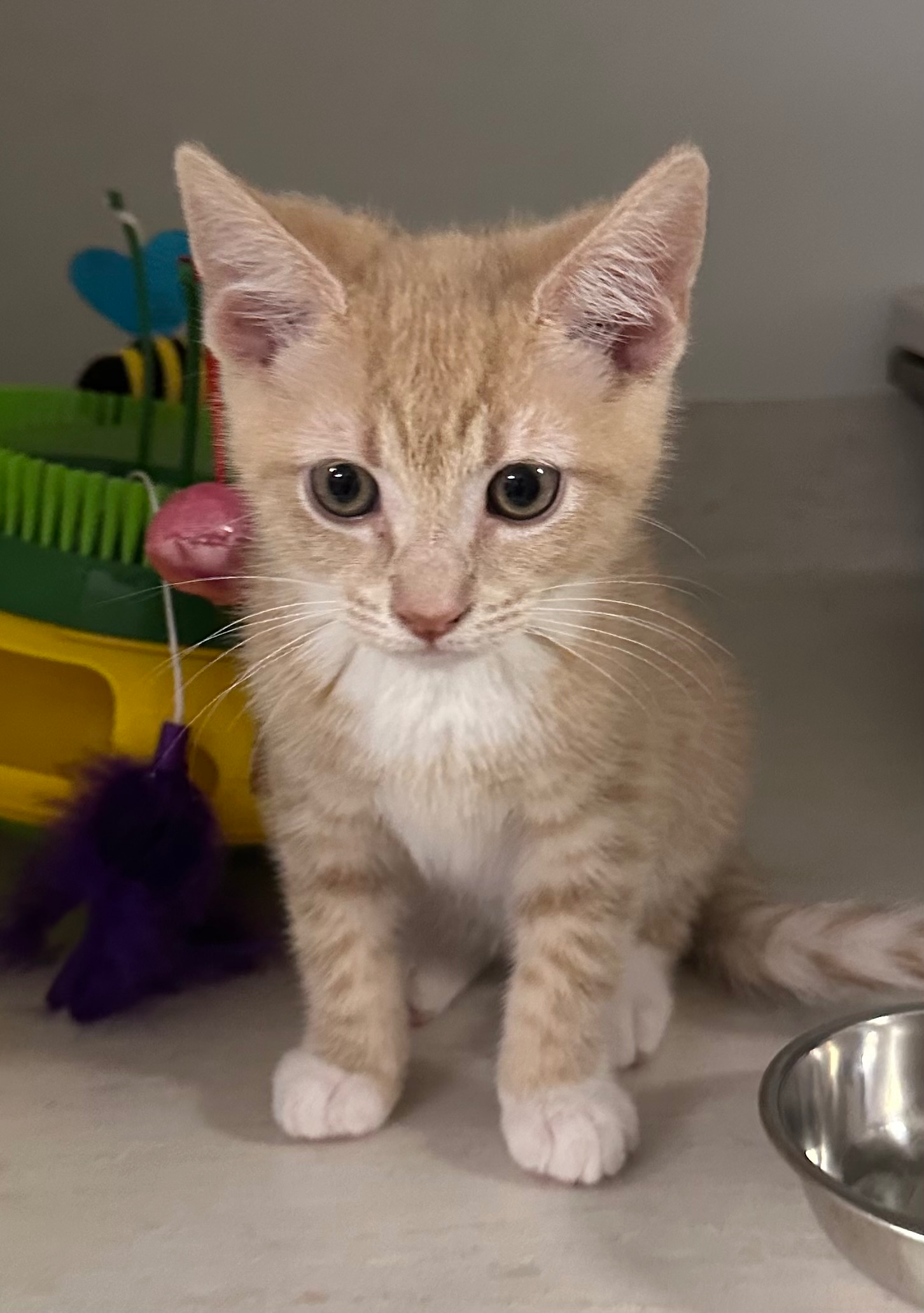 Roy - sweet ginger kitten