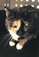 Calli - sweet shy girl