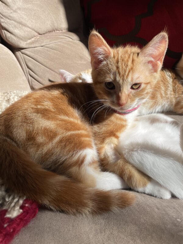 Tigger: Sweet, Spirited and Ready for Fun